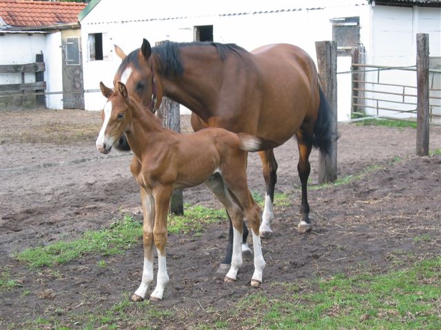 Wooly 1 week